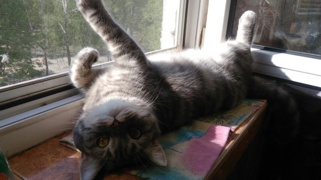 Котовторник однако