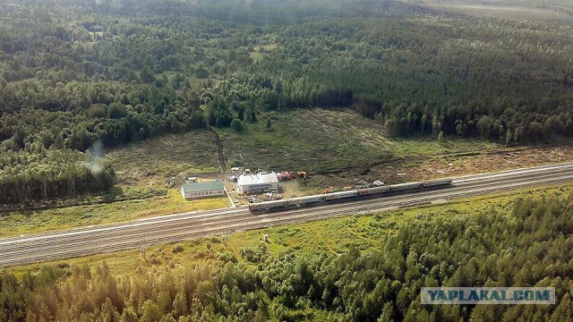 Экологическая катастрофа: Животы большинства китов забиты пластиком