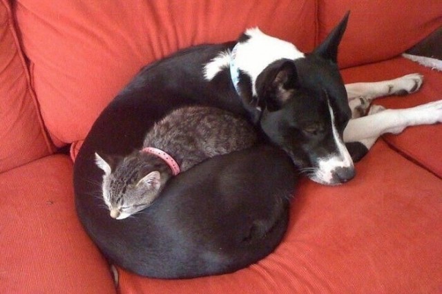 Уже не котовторник, но еще и не собакочетверг