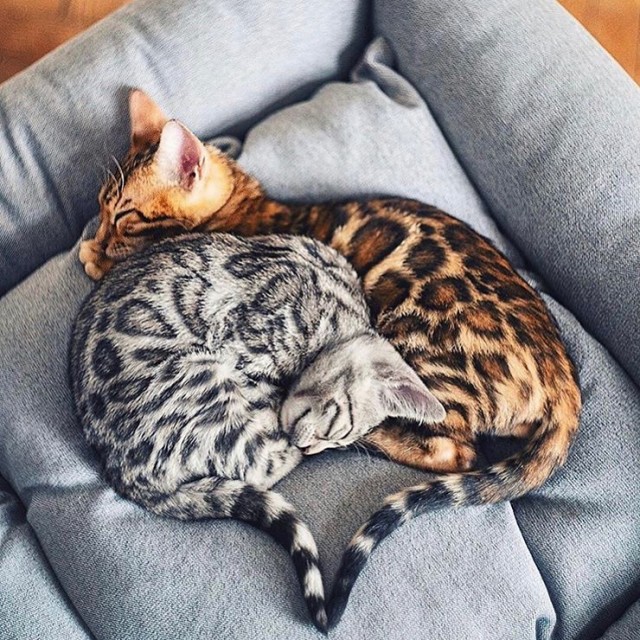 Забавные фото котеек