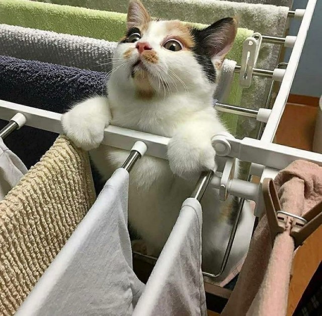 Эти забавные животные