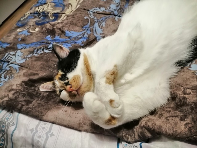 Котовторнику быть!