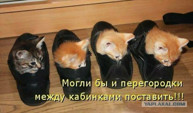 Картинки с котами и про котов