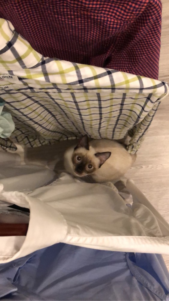 Котовторник 14.09.2021