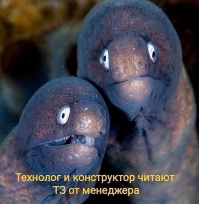 Удивленная мурена