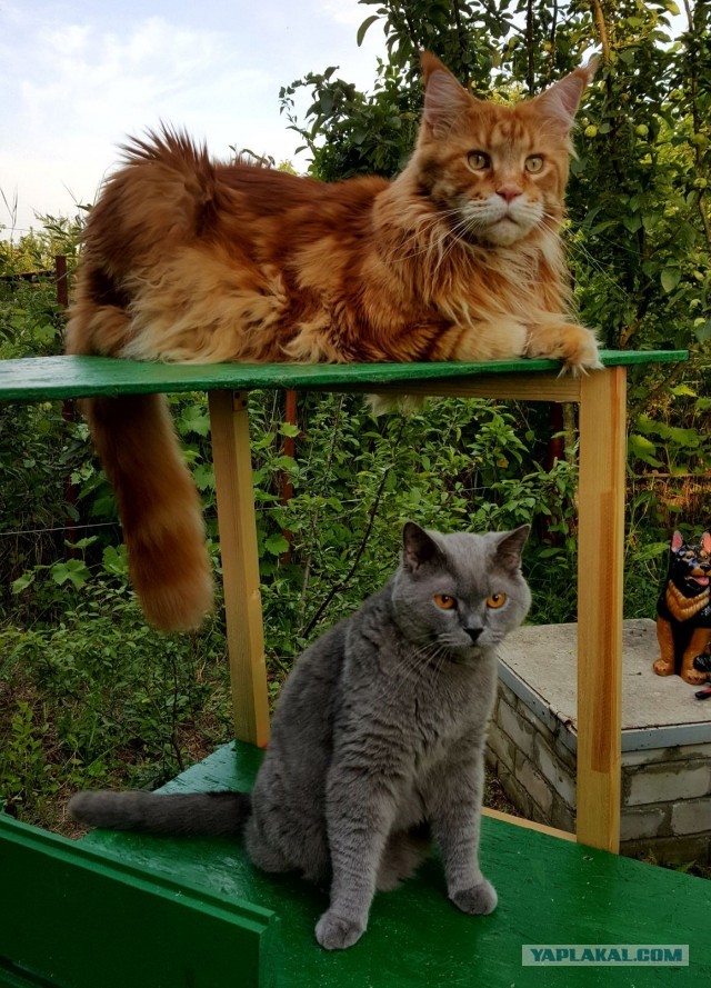 Котовторник вроде.