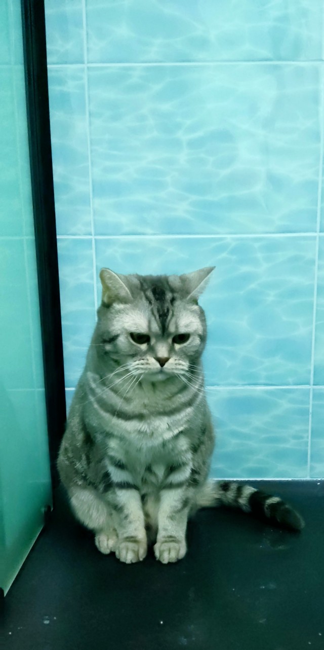 Коты. Филя, Пуся, Вася