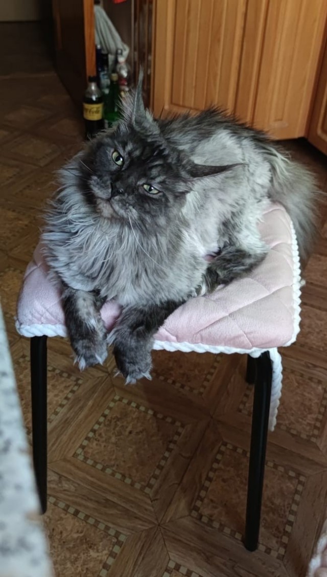Ну, поехали в котоввторник!