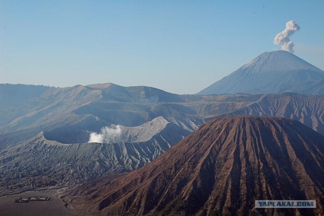Они живут только 40 лет