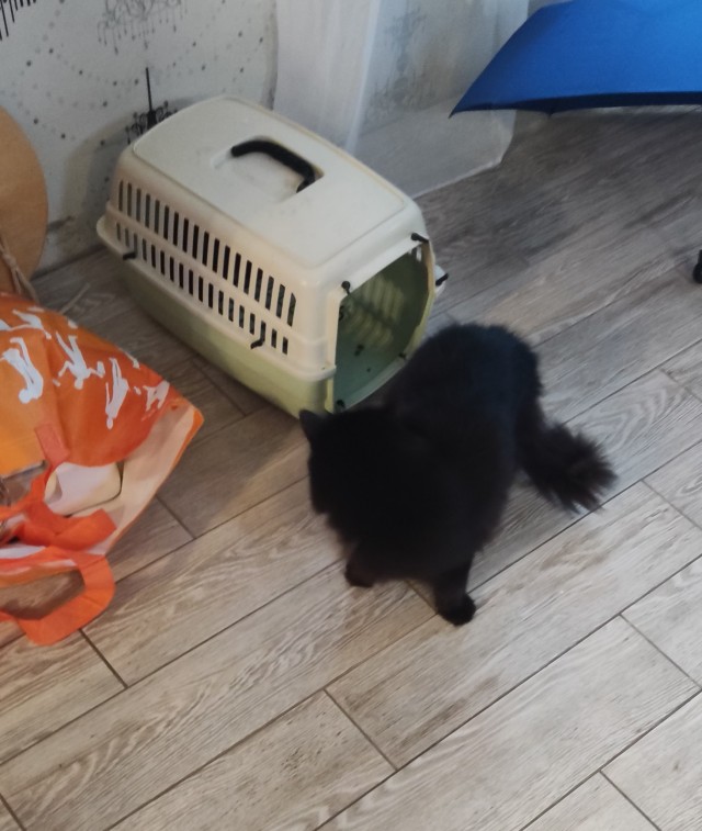 Коты, куда уж без них