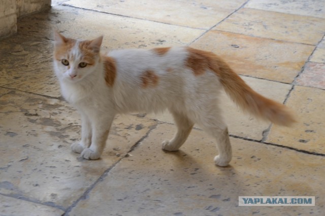 Котовторник  19.03.2013