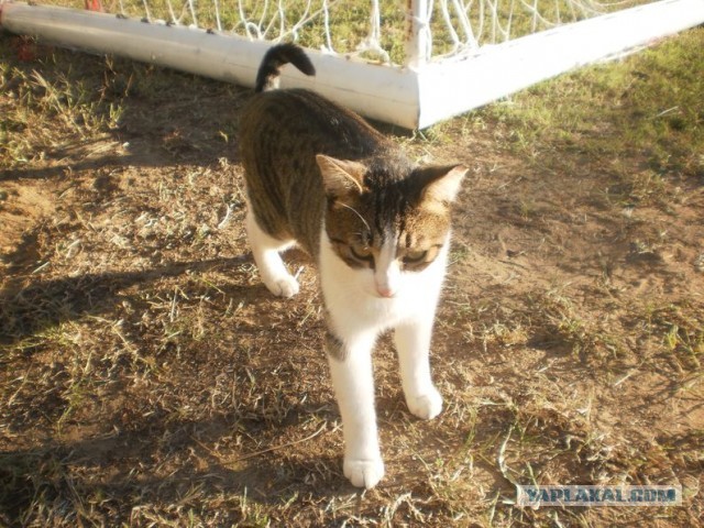 Котики Стамбула