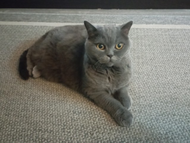 Котовторник! 16+ Коллеги-рабы, отмечаемся, у кого хозяину много лет!