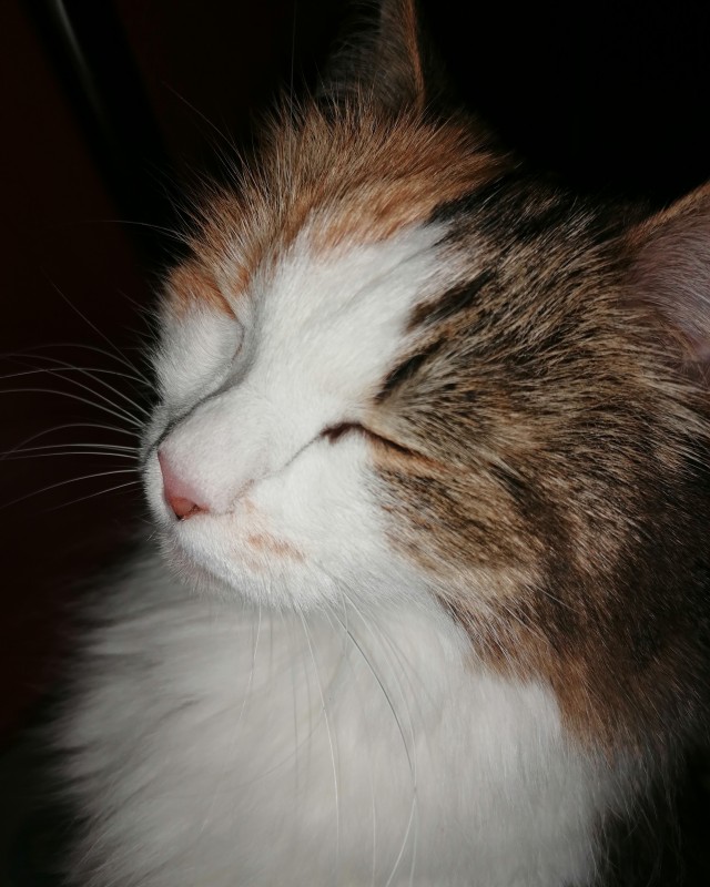 Котя моя. Ну и пусть собакочетверг!