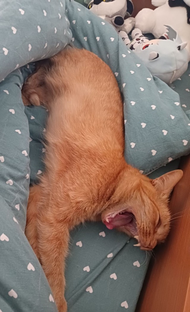 Котовторник Рыжих