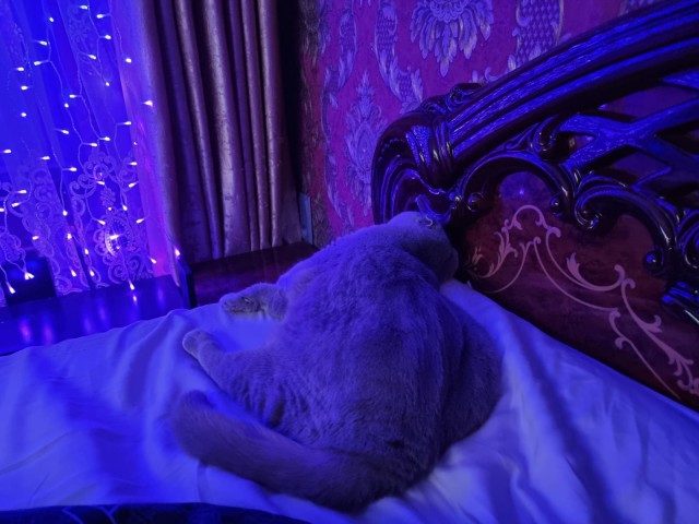 Толстые коты