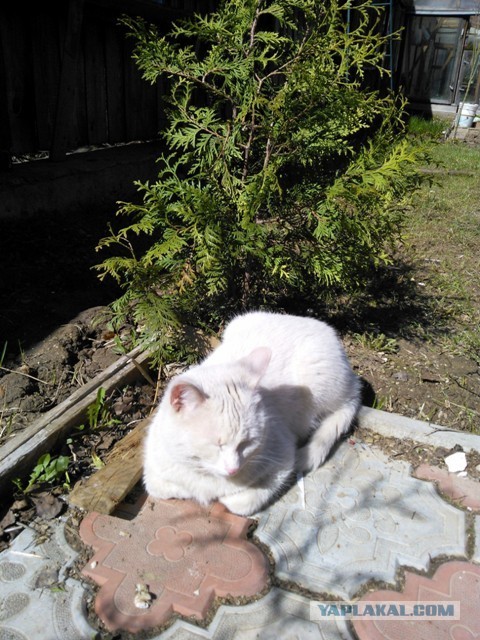 Котовторник  07.05.2013