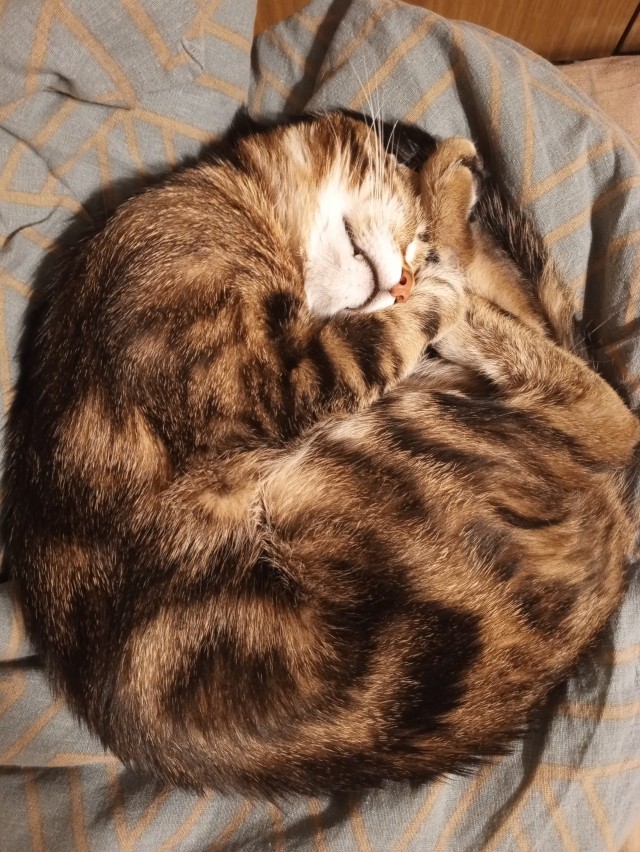 Всем кота за мой счёт. Я настаиваю