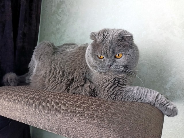 Всех с котовторником
