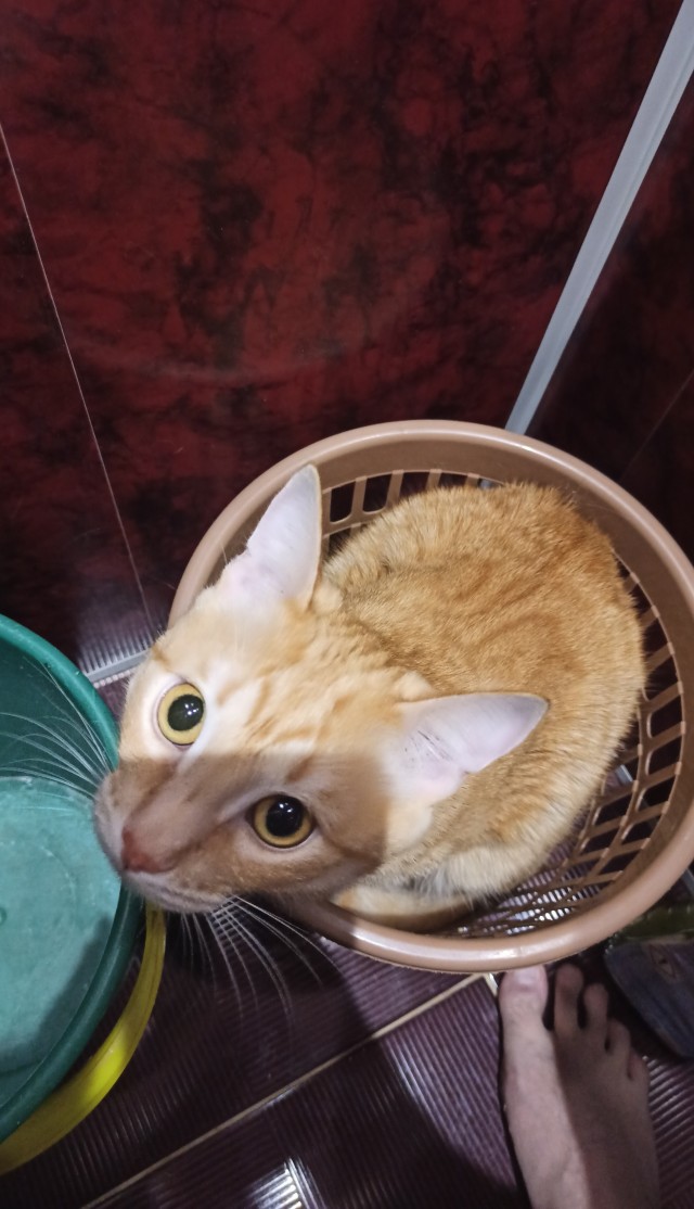 Котовторник 09.04.24