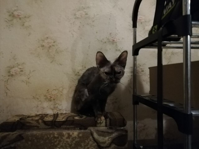 Жизнь домашнего приюта для котеек 492