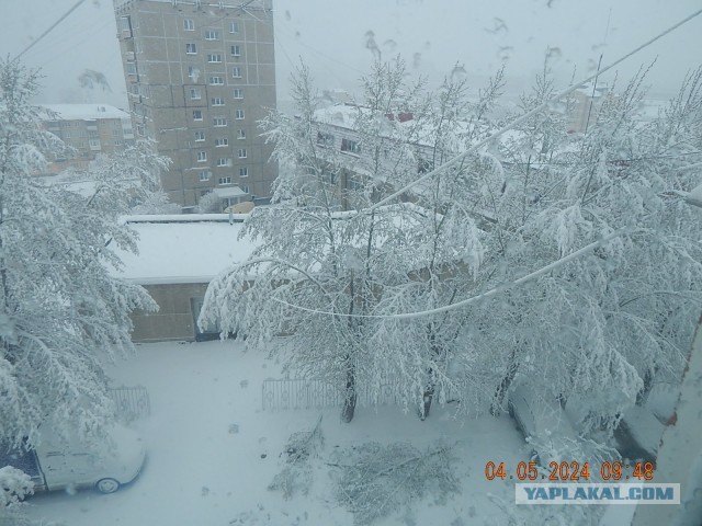 Это май баловник, это май чародей...