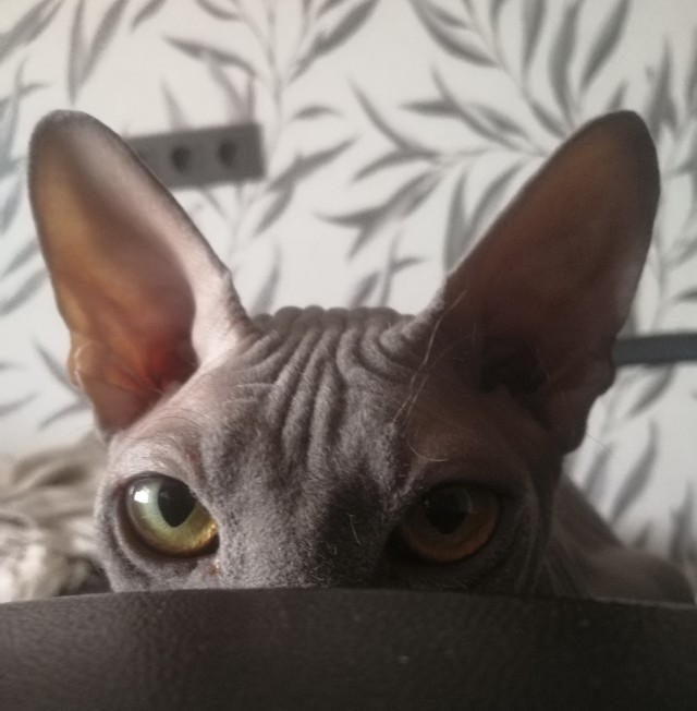 Котовторник