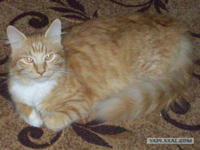 Купила кошке ковëр