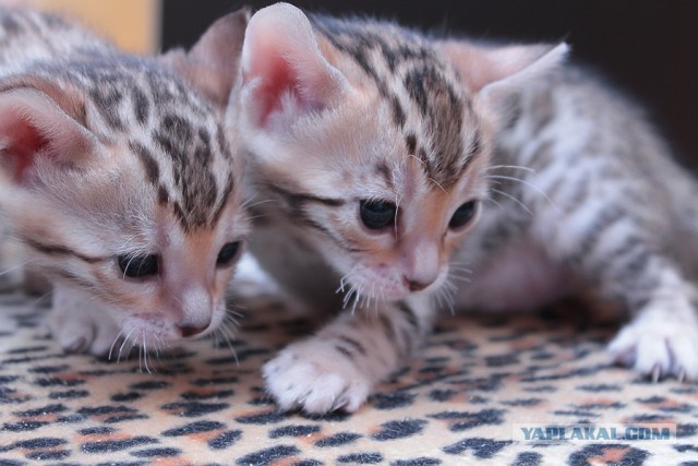 О бенгальских котах на наглядном примере