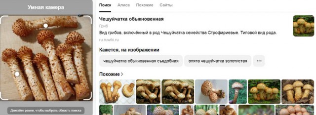Гриб, берут сомнения, вроде опята, но юбки нет, выручайте