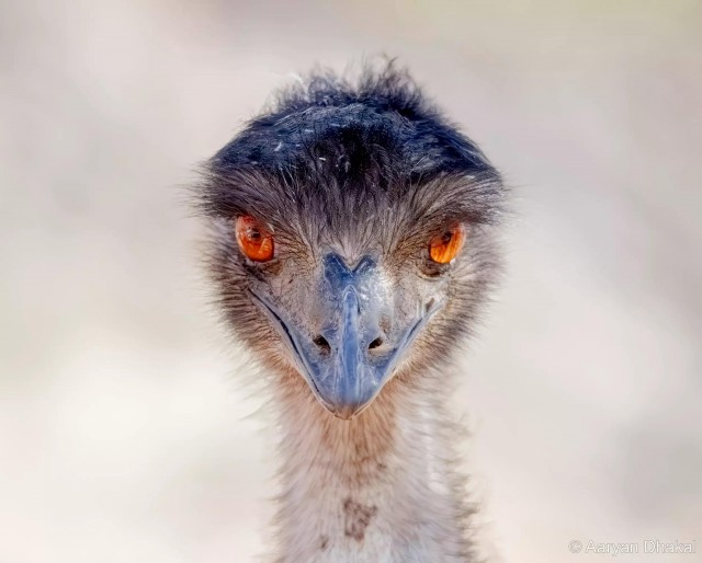 27 лучших фото финалистов и победителей конкурса Australian Geographic Nature Photographer 2025