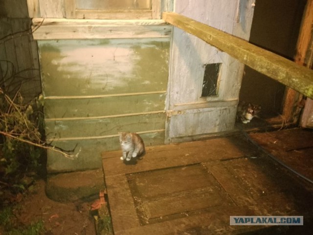 Жизнь домашнего приюта для котеек 566