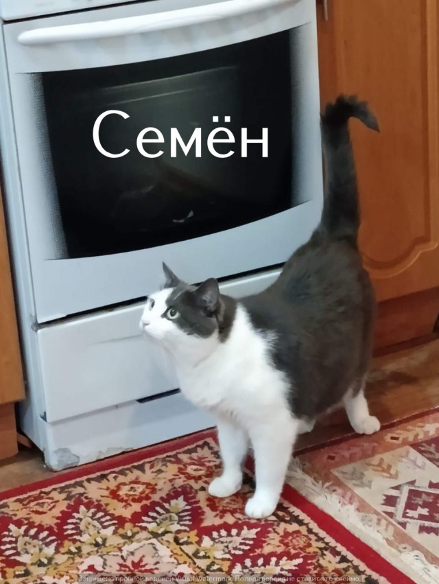 Жизнь домашнего приюта "Котоленд" 525