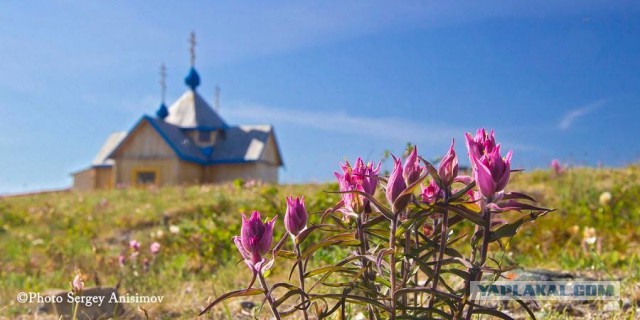 Красота! Лето на Ямале. Фото