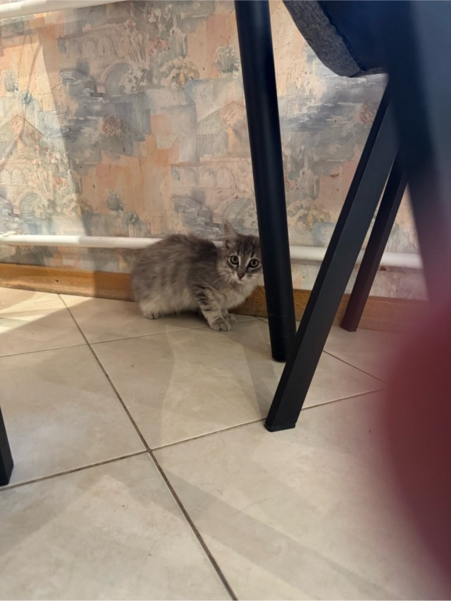 Ищу котенку семью