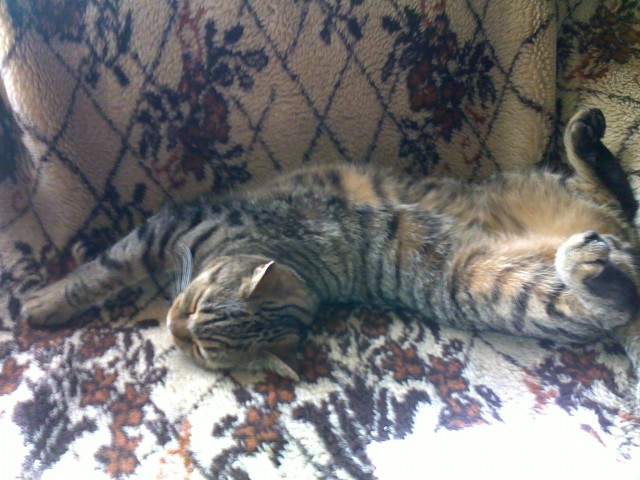 Котейка, который не знает как лежат котейки