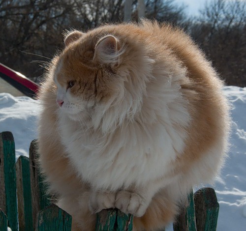 а у нас уже зима