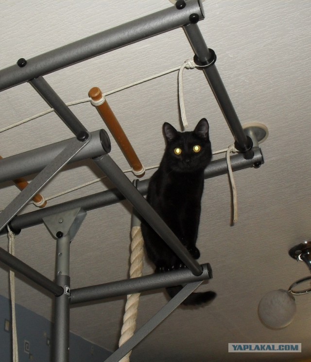 Котовторник 18.03.2014