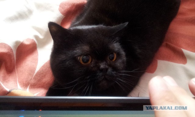 Котовторник 6.05.2014