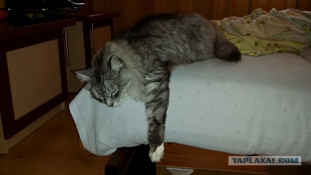 Котовторник 20.05.2014