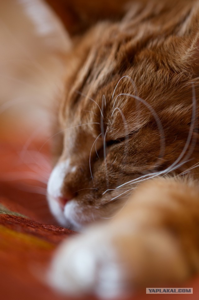 Котовторник 02.09.2014