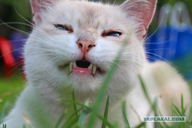 Котовторник 30.09.2014