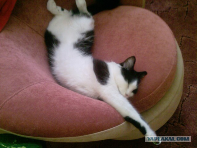 Котовторник