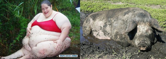 Вестник соцсетей