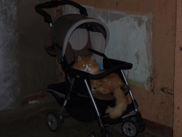 Коты, из которых получились прекрасные няни