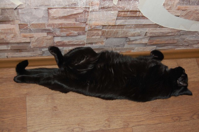 Котовторник 24.03.2015