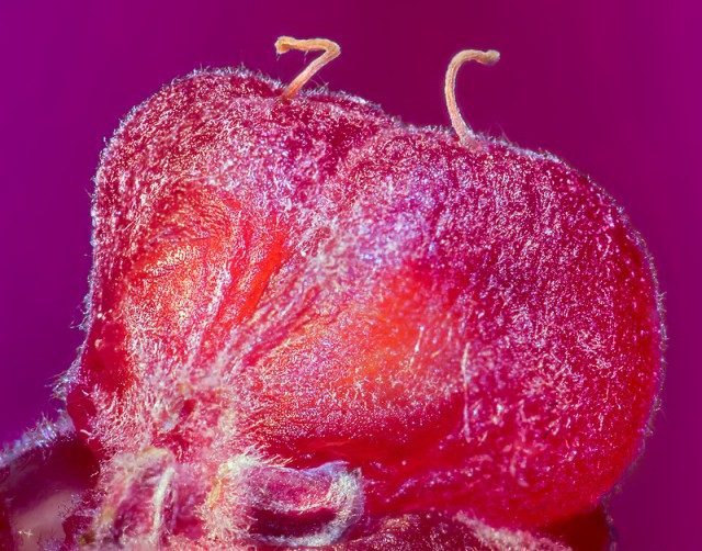 Почему надо мыть фрукты перед едой