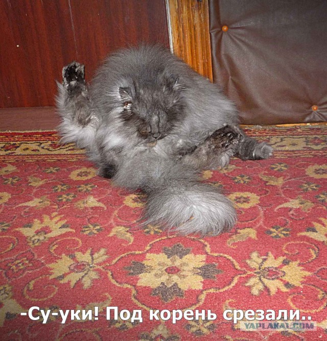 Котовторник 7.07.2015