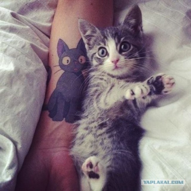 Наколи себе котэ!