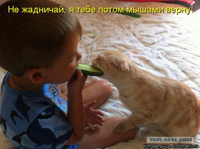Прикольные коты